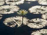 Africa 011 : Africa, Botswana, Nature, Okavango, Vumbura Plains, Water Lilies